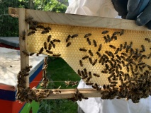 baubienen-auf-honigwabe