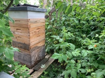 bienenstock_mit_honigraeumen