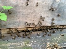 krabbelnde Bienen am Flugloch