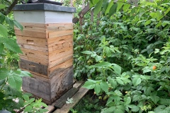 bienenstock_mit_honigraeumen