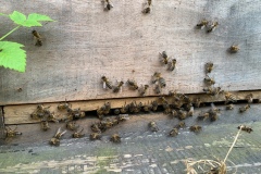 krabbelnde Bienen am Flugloch