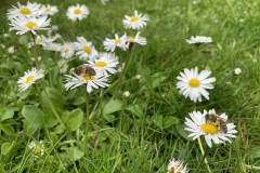 sammler-bienen-auf-gaensebluemchen