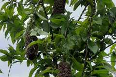 bienen-schwarm-trauben-am-deipenfohr-2020