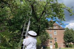 einfangen-eines-bienen-scharms-am-ukm-2020