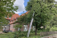 einfangen-eines-bienen-scharms-am-ukm-leiter-2020
