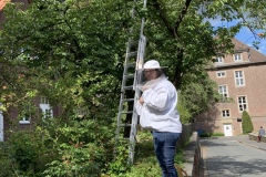 einfangen-eines-bienen-scharms-am-ukm-mauer-2020
